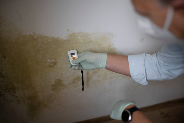 Best Toxic Mold Removal  in Mableton, GA