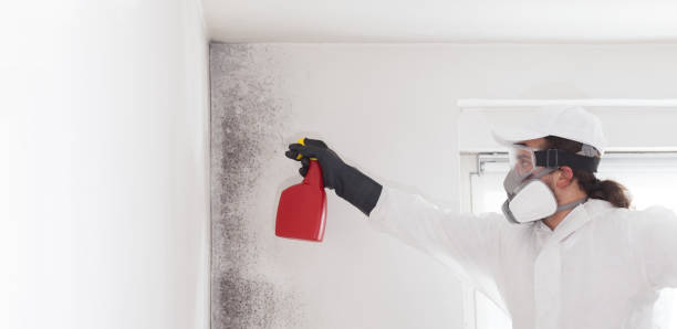 Best Certified Mold Removal  in Mableton, GA